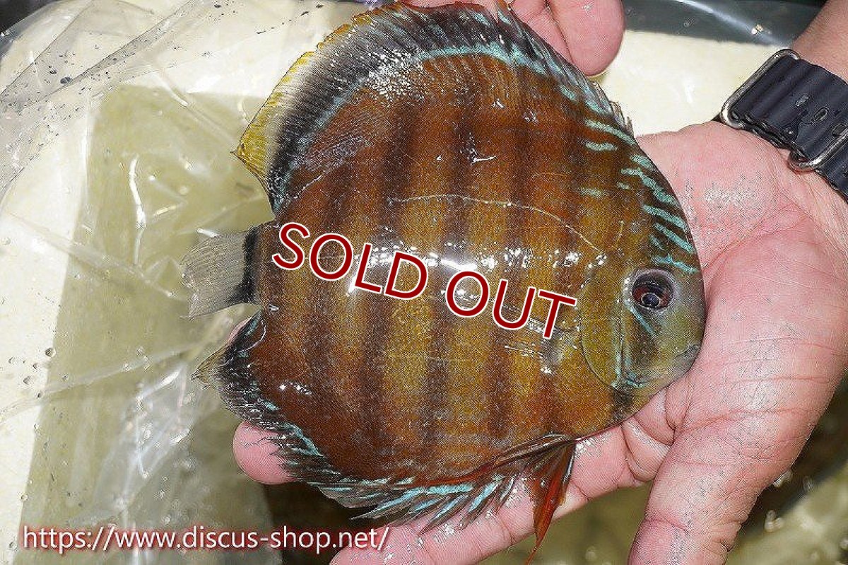 画像6: 【ワイルドディスカス】【通販】オリキシミーナスーパーレッド【個体販売】15cm（生体）オリキシミーナ産 (6)
