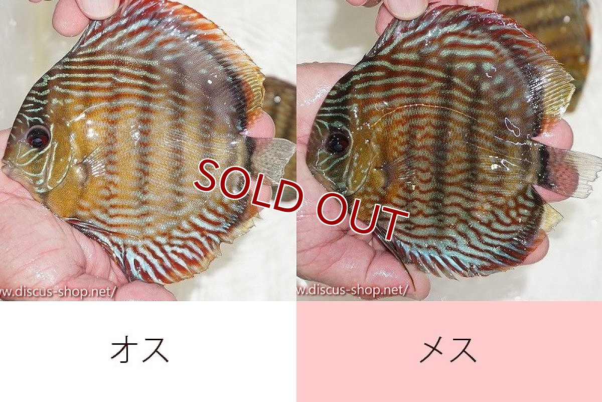 画像1: 【ワイルドディスカス】【通販】オリキシミーナスーパーロイヤル【個体ペア販売】15-16cm（生体）オリキシミーナ産 (1)