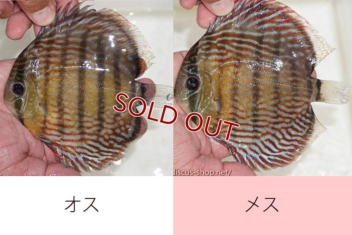 画像1: 【ワイルドディスカス】【通販】オリキシミーナスーパーロイヤル【個体ペア販売】15-16cm（生体）オリキシミーナ産 (1)