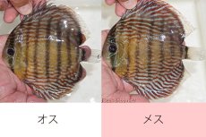 画像1: 【ワイルドディスカス】【通販】オリキシミーナスーパーロイヤル【個体ペア販売】15-16cm（生体）オリキシミーナ産 (1)