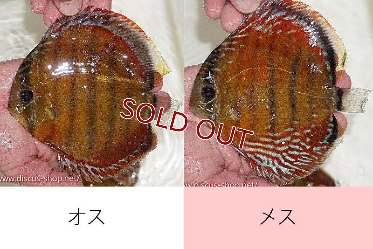 画像1: 【ワイルドディスカス】【通販】オリキシミーナスーパーレッド【個体ペア販売】15-16cm（生体）オリキシミーナ産 (1)