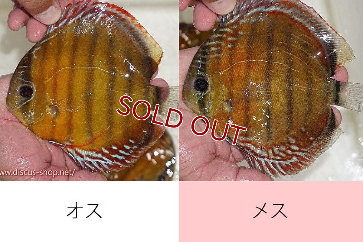 画像1: 【ワイルドディスカス】【通販】オリキシミーナレッド【個体ペア販売】15-16cm（生体）オリキシミーナ産 (1)