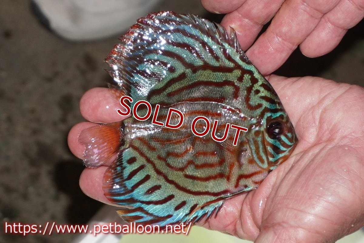 画像2: 【ワイルドディスカス】【少数入荷】【国産ブリードF1個体】トロンべタスロイヤル♂ クロス　ソリッドブルーターコイズ♀【個体販売】12cm（生体） (2)