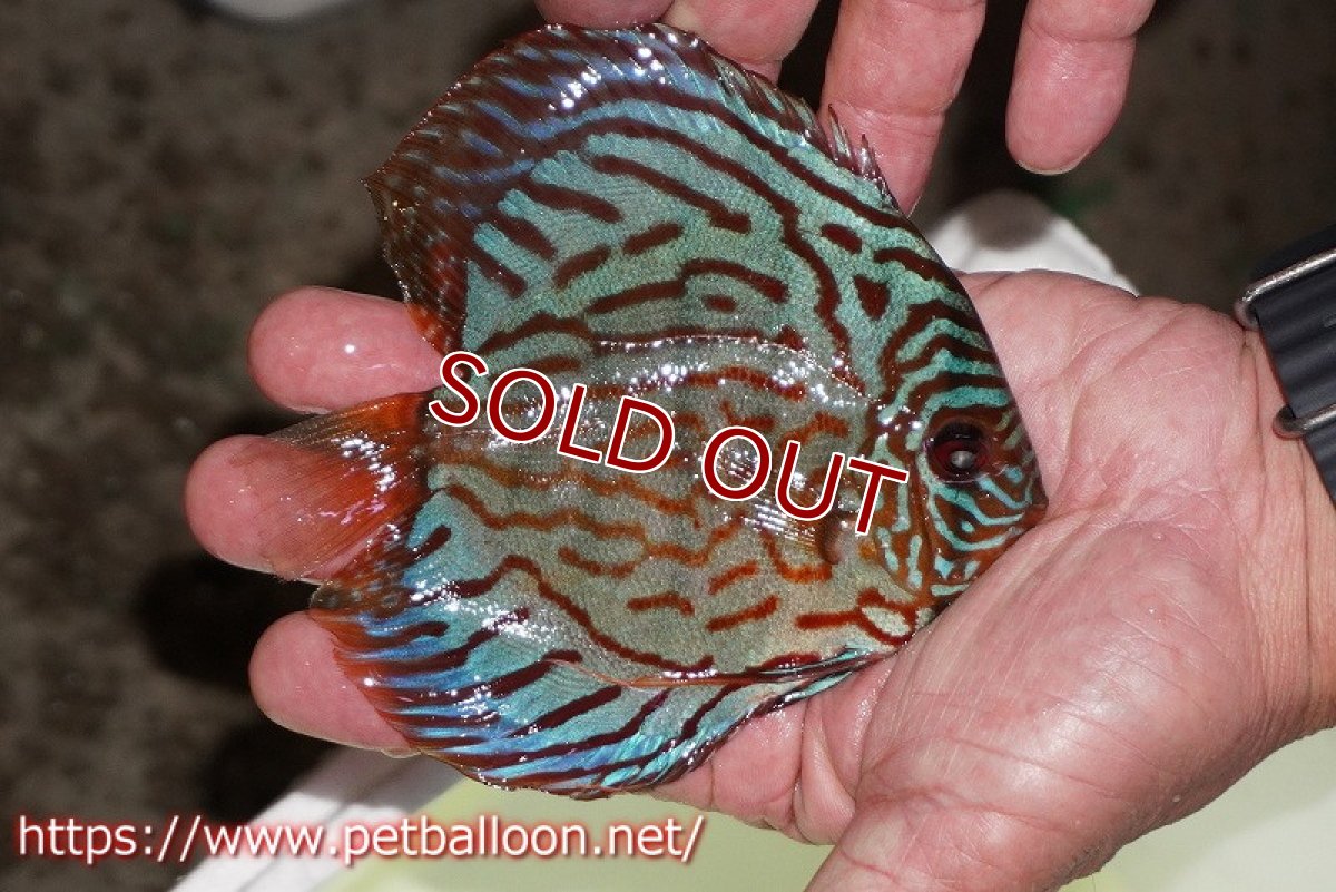 画像2: 【ワイルドディスカス】【少数入荷】【国産ブリードF1個体】トロンべタスロイヤル♂ クロス　ソリッドブルーターコイズ♀【個体販売】12cm（生体） (2)