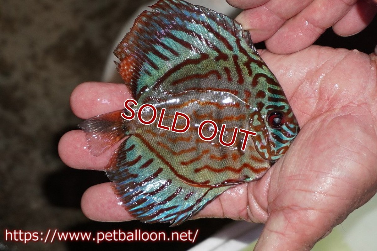 画像2: 【ワイルドディスカス】【少数入荷】【国産ブリードF1個体】トロンべタスロイヤル♂ クロス　ソリッドブルーターコイズ♀【個体販売】12cm（生体） (2)