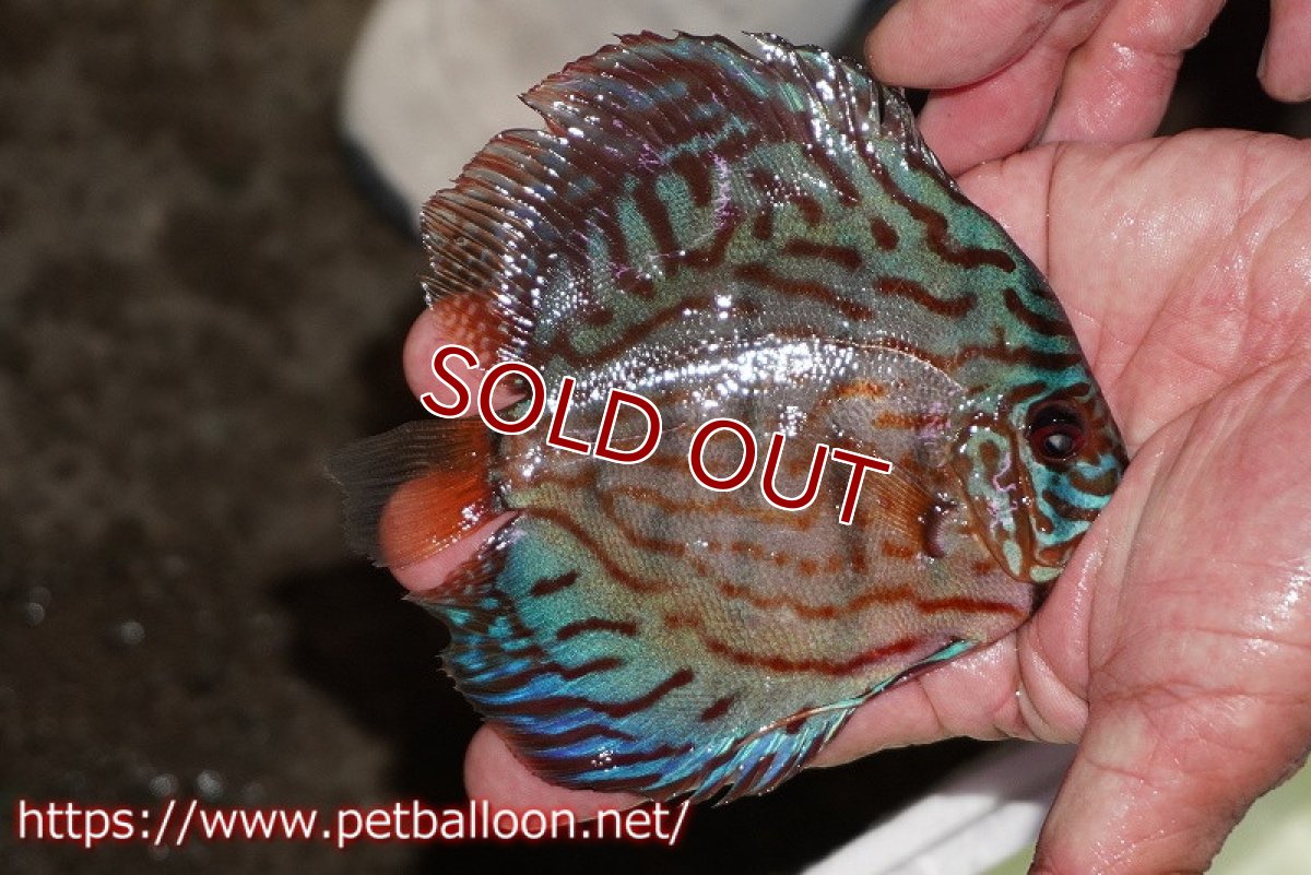 画像2: 【ワイルドディスカス】【少数入荷】【国産ブリードF1個体】トロンべタスロイヤル♂ クロス　ソリッドブルーターコイズ♀【個体販売】12cm（生体） (2)
