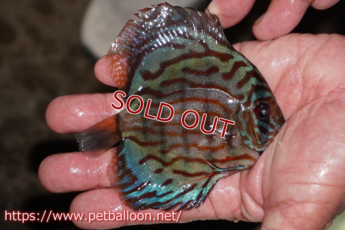 画像2: 【ワイルドディスカス】【少数入荷】【国産ブリードF1個体】トロンべタスロイヤル♂ クロス　ソリッドブルーターコイズ♀【個体販売】10cm（生体） (2)