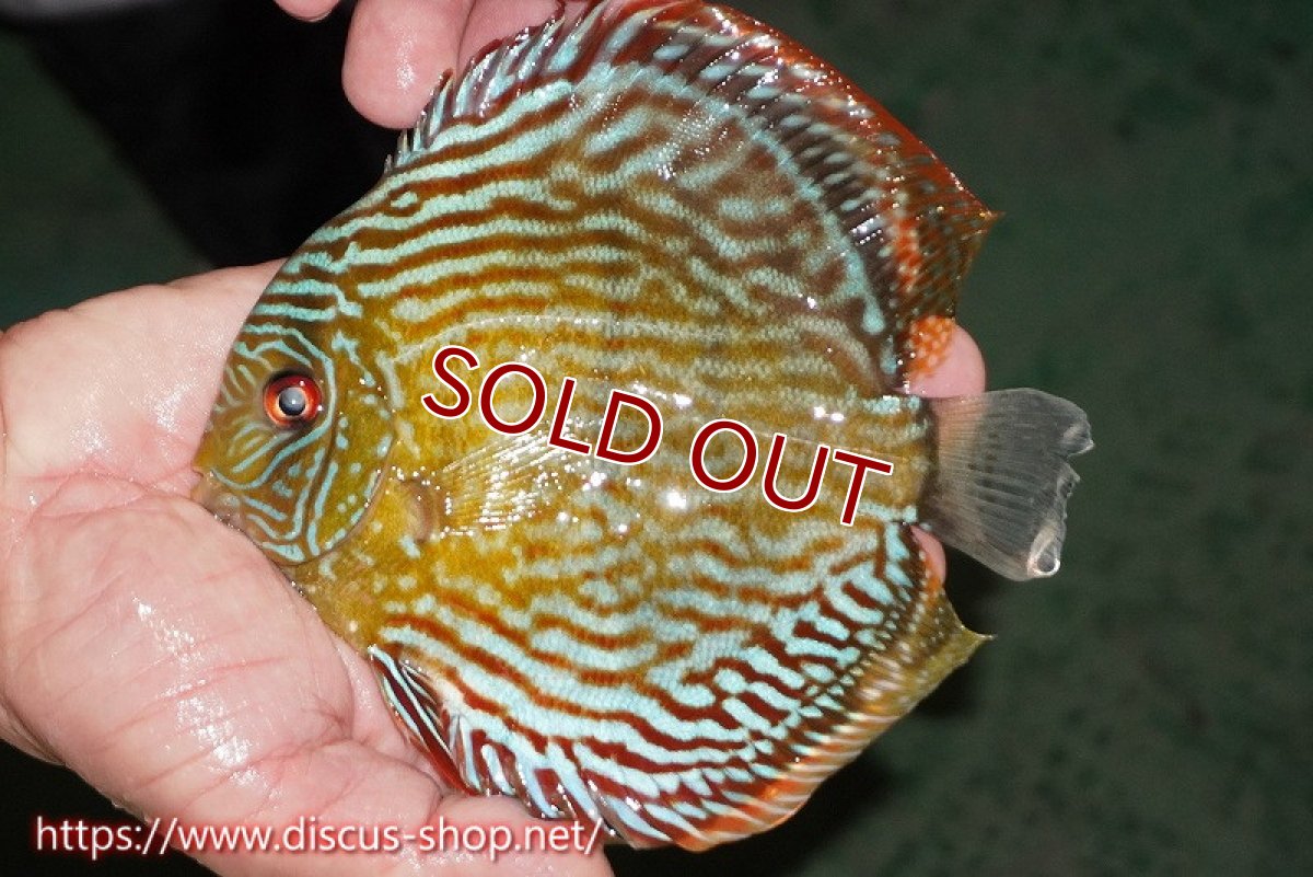 画像1: 【ワイルドディスカス】【通販】【伝説の産地　7年ぶり？の入荷】ラーゴクルムクリロイヤルエメラルド【個体販売】14-16cm（生体）クルムクリ産 (1)