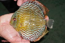 画像1: 【ワイルドディスカス】【通販】【伝説の産地　7年ぶり？の入荷】ラーゴクルムクリロイヤルエメラルド【個体販売】14-16cm（生体）クルムクリ産 (1)