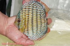 画像1: 【ワイルドディスカス】【通販】【伝説の産地　7年ぶり？の入荷】ラーゴクルムクリロイヤルエメラルド【個体販売】14-16cm（生体）クルムクリ産 (1)