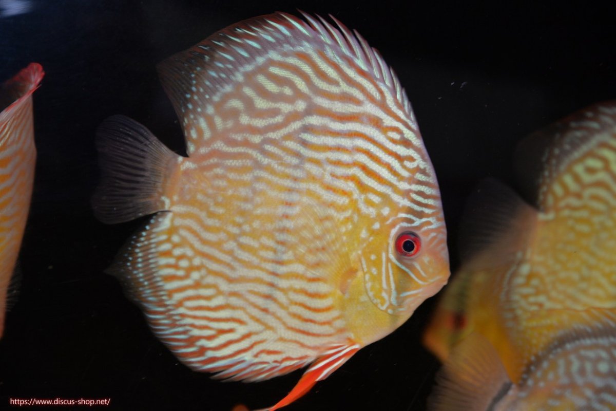 画像3: 【30周年記念セール対象個体】【ワイルドディスカス】【通販】【伝説の産地　7年ぶり？の入荷】ラーゴクルムクリロイヤルエメラルド【個体販売】14-16cm（生体）クルムクリ産 (3)