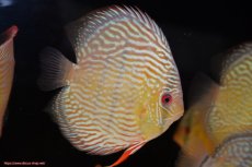 画像3: 【30周年記念セール対象個体】【ワイルドディスカス】【通販】【伝説の産地　7年ぶり？の入荷】ラーゴクルムクリロイヤルエメラルド【個体販売】14-16cm（生体）クルムクリ産 (3)