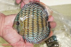 画像1: 【ワイルドディスカス】【通販】【伝説の産地　7年ぶり？の入荷】ラーゴクルムクリロイヤルエメラルド【個体販売】14-16cm（生体）クルムクリ産 (1)