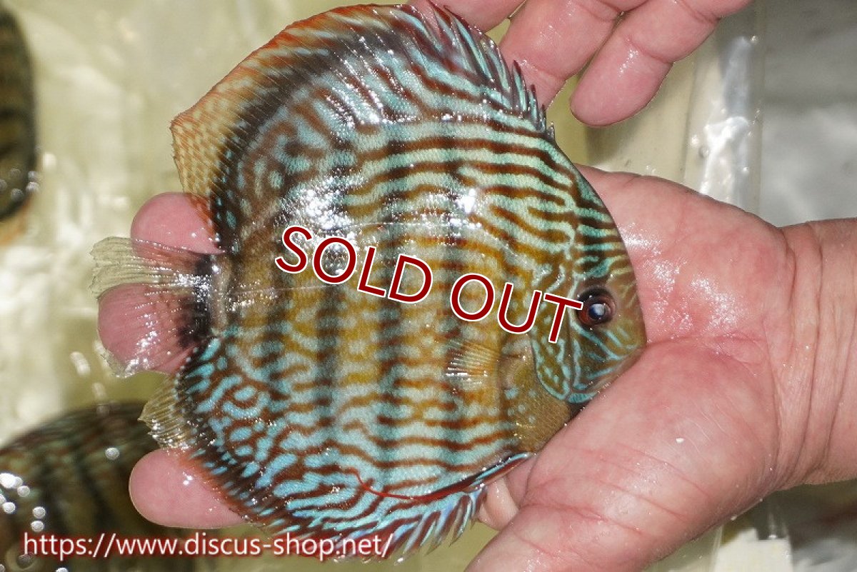 画像2: 【ワイルドディスカス】【通販】【伝説の産地　7年ぶり？の入荷】ラーゴクルムクリロイヤルエメラルド【個体販売】14-16cm（生体）クルムクリ産 (2)