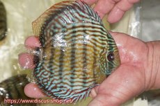 画像2: 【ワイルドディスカス】【通販】【伝説の産地　7年ぶり？の入荷】ラーゴクルムクリロイヤルエメラルド【個体販売】14-16cm（生体）クルムクリ産 (2)