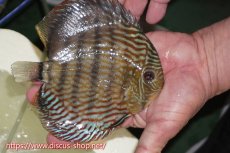 画像2: 【ワイルドディスカス】【通販】【伝説の産地　7年ぶり？の入荷】ラーゴクルムクリロイヤルエメラルド【個体販売】14-16cm（生体）クルムクリ産 (2)