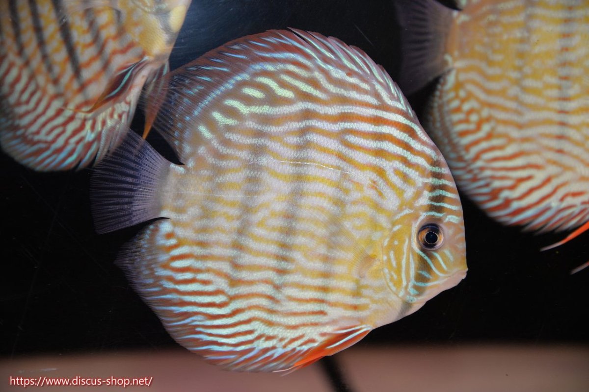 画像1: 【30周年記念セール対象個体】【ワイルドディスカス】【通販】【伝説の産地　7年ぶり？の入荷】ラーゴクルムクリロイヤルエメラルド（金目）【個体販売】14-16cm（生体）クルムクリ産 (1)