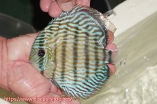 画像4: 【30周年記念セール対象個体】【ワイルドディスカス】【通販】【伝説の産地　7年ぶり？の入荷】ラーゴクルムクリロイヤルエメラルド（金目）【個体販売】14-16cm（生体）クルムクリ産 (4)