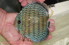 画像1: 【ワイルドディスカス】【通販】【伝説の産地　7年ぶり？の入荷】ラーゴクルムクリロイヤルエメラルド【個体販売】14-16cm（生体）クルムクリ産 (1)