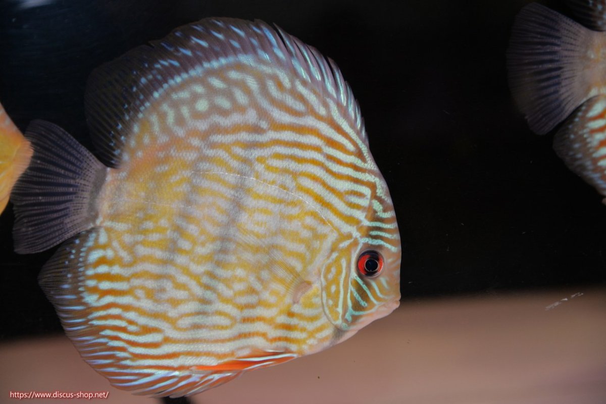 画像2: 【30周年記念セール対象個体】【ワイルドディスカス】【通販】【伝説の産地　7年ぶり？の入荷】ラーゴクルムクリロイヤルエメラルド【個体販売】14-16cm（生体）クルムクリ産 (2)