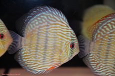 画像3: 【30周年記念セール対象個体】【ワイルドディスカス】【通販】【伝説の産地　7年ぶり？の入荷】ラーゴクルムクリロイヤルエメラルド【個体販売】14-16cm（生体）クルムクリ産 (3)