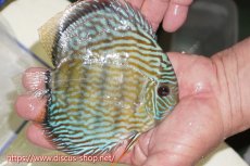 画像7: 【30周年記念セール対象個体】【ワイルドディスカス】【通販】【伝説の産地　7年ぶり？の入荷】ラーゴクルムクリロイヤルエメラルド【個体販売】14-16cm（生体）クルムクリ産 (7)