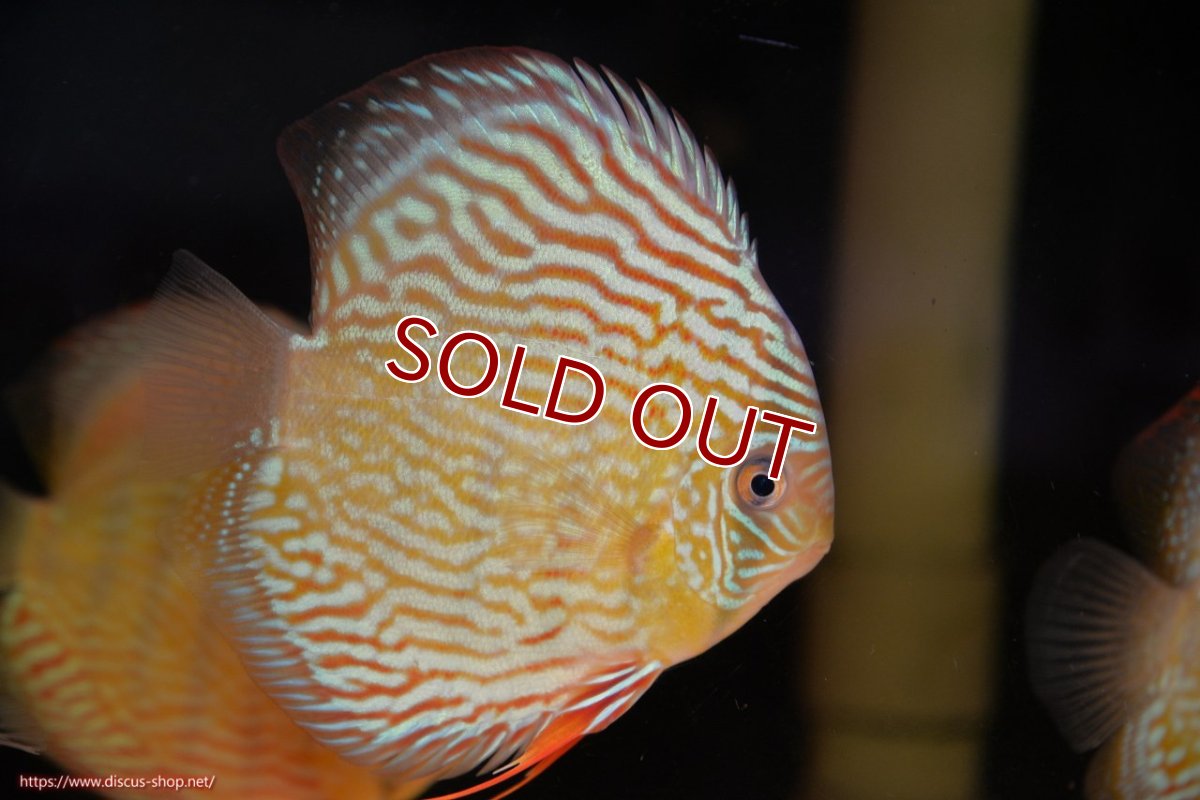 画像1: 【ワイルドディスカス】【通販】【伝説の産地　7年ぶり？の入荷】ラーゴクルムクリロイヤルエメラルド（金目）【個体販売】14-16cm（生体）クルムクリ産 (1)