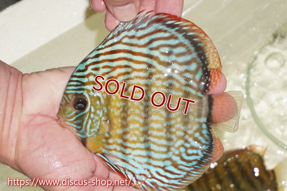 画像2: 【ワイルドディスカス】【通販】【伝説の産地　7年ぶり？の入荷】ラーゴクルムクリロイヤルエメラルド（金目）【個体販売】14-16cm（生体）クルムクリ産 (2)