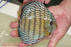 画像2: 【ワイルドディスカス】【通販】【伝説の産地　7年ぶり？の入荷】ラーゴクルムクリロイヤルエメラルド（金目）【個体販売】14-16cm（生体）クルムクリ産 (2)