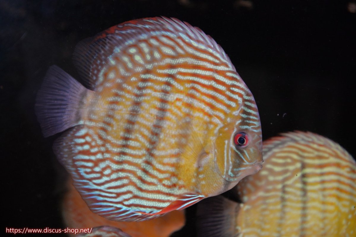 画像1: 【30周年記念セール対象個体】【ワイルドディスカス】【通販】【伝説の産地　7年ぶり？の入荷】ラーゴクルムクリロイヤルエメラルド【個体販売】14-16cm（生体）クルムクリ産 (1)