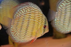 画像4: 【30周年記念セール対象個体】【ワイルドディスカス】【通販】【伝説の産地　7年ぶり？の入荷】ラーゴクルムクリロイヤルエメラルド【個体販売】14-16cm（生体）クルムクリ産 (4)