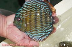 画像5: 【30周年記念セール対象個体】【ワイルドディスカス】【通販】【伝説の産地　7年ぶり？の入荷】ラーゴクルムクリロイヤルエメラルド【個体販売】14-16cm（生体）クルムクリ産 (5)