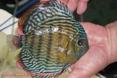 画像6: 【30周年記念セール対象個体】【ワイルドディスカス】【通販】【伝説の産地　7年ぶり？の入荷】ラーゴクルムクリロイヤルエメラルド【個体販売】14-16cm（生体）クルムクリ産 (6)