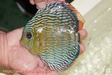 画像1: 【ワイルドディスカス】【通販】【伝説の産地　7年ぶり？の入荷】ラーゴクルムクリロイヤルエメラルド（金目）【個体販売】14-16cm（生体）クルムクリ産 (1)