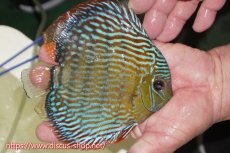 画像4: 【30周年記念セール対象個体】【ワイルドディスカス】【通販】【伝説の産地　7年ぶり？の入荷】ラーゴクルムクリロイヤルエメラルド（金目）【個体販売】14-16cm（生体）クルムクリ産 (4)