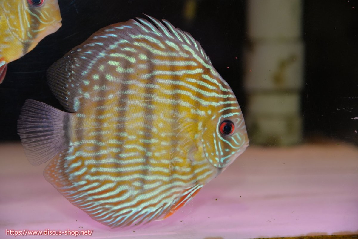 画像1: 【30周年記念セール対象個体】【ワイルドディスカス】【通販】【伝説の産地　7年ぶり？の入荷】ラーゴクルムクリロイヤルエメラルド【個体販売】14-16cm（生体）クルムクリ産 (1)