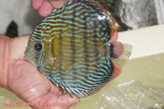 画像1: 【ワイルドディスカス】【通販】【伝説の産地　7年ぶり？の入荷】ラーゴクルムクリロイヤルエメラルド【個体販売】14-16cm（生体）クルムクリ産 (1)