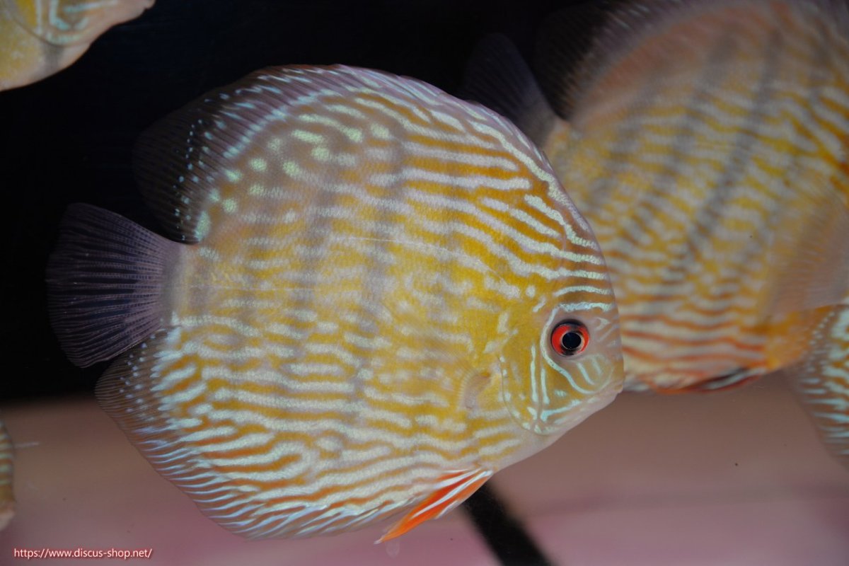 画像2: 【30周年記念セール対象個体】【ワイルドディスカス】【通販】【伝説の産地　7年ぶり？の入荷】ラーゴクルムクリロイヤルエメラルド【個体販売】14-16cm（生体）クルムクリ産 (2)