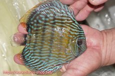 画像2: 【ワイルドディスカス】【通販】【伝説の産地　7年ぶり？の入荷】ラーゴクルムクリロイヤルエメラルド【個体販売】14-16cm（生体）クルムクリ産 (2)