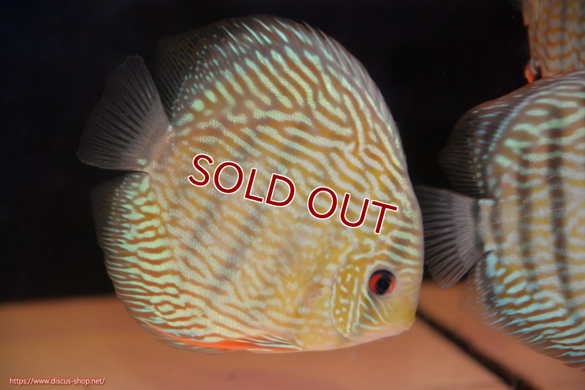 画像1: 【ワイルドディスカス】【通販】【伝説の産地　7年ぶり？の入荷】ラーゴクルムクリロイヤルエメラルド【個体販売】14-16cm（生体）クルムクリ産 (1)