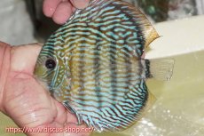 画像1: 【ワイルドディスカス】【通販】【伝説の産地　7年ぶり？の入荷】ラーゴクルムクリロイヤルエメラルド【個体販売】14-16cm（生体）クルムクリ産 (1)