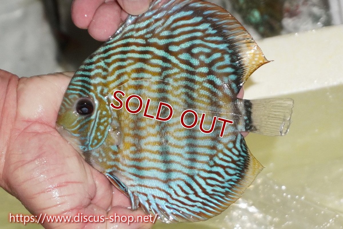 画像2: 【ワイルドディスカス】【通販】【伝説の産地　7年ぶり？の入荷】ラーゴクルムクリロイヤルエメラルド【個体販売】14-16cm（生体）クルムクリ産 (2)