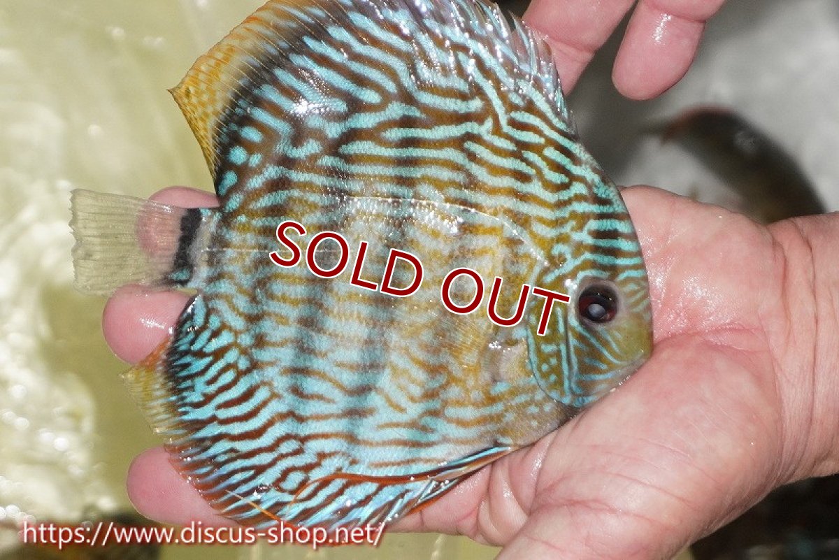 画像3: 【ワイルドディスカス】【通販】【伝説の産地　7年ぶり？の入荷】ラーゴクルムクリロイヤルエメラルド【個体販売】14-16cm（生体）クルムクリ産 (3)