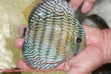 画像3: 【ワイルドディスカス】【通販】【伝説の産地　7年ぶり？の入荷】ラーゴクルムクリロイヤルエメラルド【個体販売】14-16cm（生体）クルムクリ産 (3)