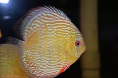 画像3: 【30周年記念セール対象個体】【ワイルドディスカス】【通販】【伝説の産地　7年ぶり？の入荷】ラーゴクルムクリロイヤルエメラルド【個体販売】14-16cm（生体）クルムクリ産 (3)