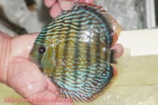 画像4: 【30周年記念セール対象個体】【ワイルドディスカス】【通販】【伝説の産地　7年ぶり？の入荷】ラーゴクルムクリロイヤルエメラルド【個体販売】14-16cm（生体）クルムクリ産 (4)