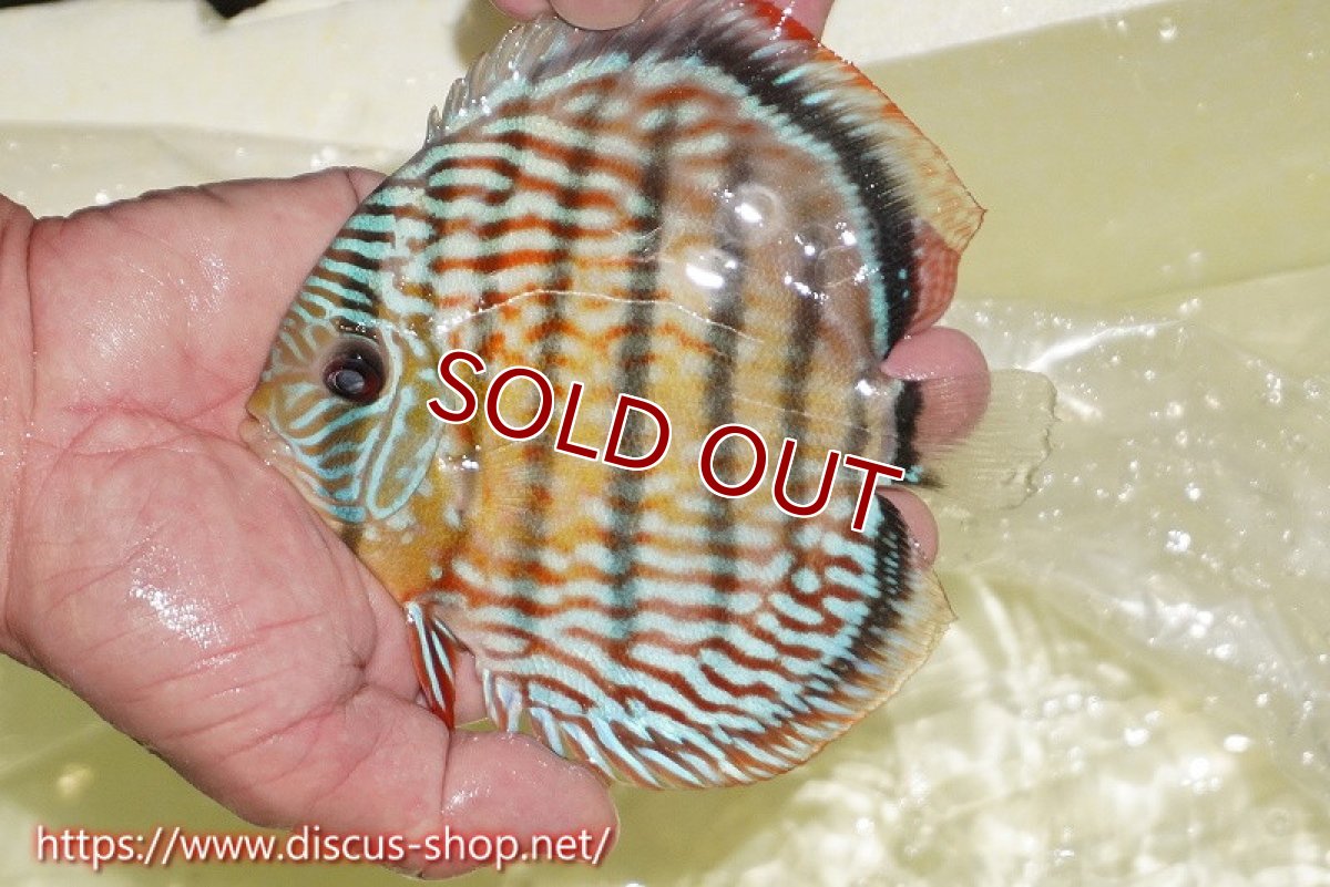 画像1: 【ワイルドディスカス】【通販】【伝説の産地　7年ぶり？の入荷】ラーゴクルムクリロイヤルエメラルド【個体販売】14-16cm（生体）クルムクリ産 (1)