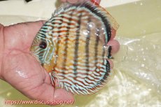 画像1: 【ワイルドディスカス】【通販】【伝説の産地　7年ぶり？の入荷】ラーゴクルムクリロイヤルエメラルド【個体販売】14-16cm（生体）クルムクリ産 (1)