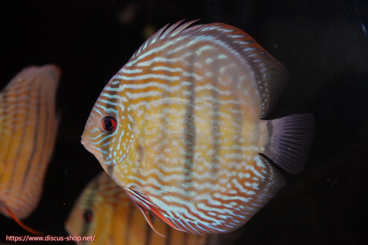 画像1: 【30周年記念セール対象個体】【ワイルドディスカス】【通販】【伝説の産地　7年ぶり？の入荷】ラーゴクルムクリロイヤルエメラルド【個体販売】14-16cm（生体）クルムクリ産 (1)