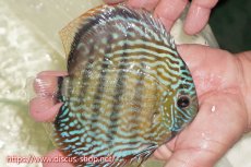 画像2: 【ワイルドディスカス】【通販】【伝説の産地　7年ぶり？の入荷】ラーゴクルムクリロイヤルエメラルド【個体販売】14-16cm（生体）クルムクリ産 (2)